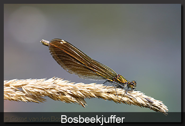 bosbeekjuffer_4[1]