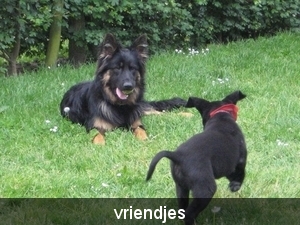 Jethro&Bo 20-05-2008