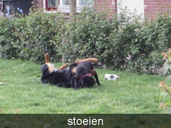 herlijk zo stoeien