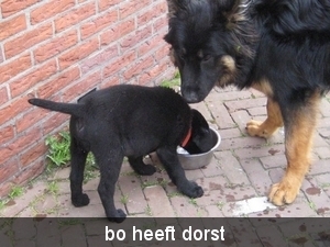 jethro +bo 16-05-2008