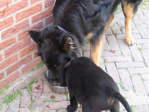 jethro & bo 13-05-2008