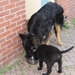 jethro & bo 13-05-2008