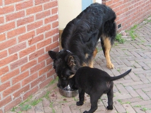 jethro & bo 13-05-2008