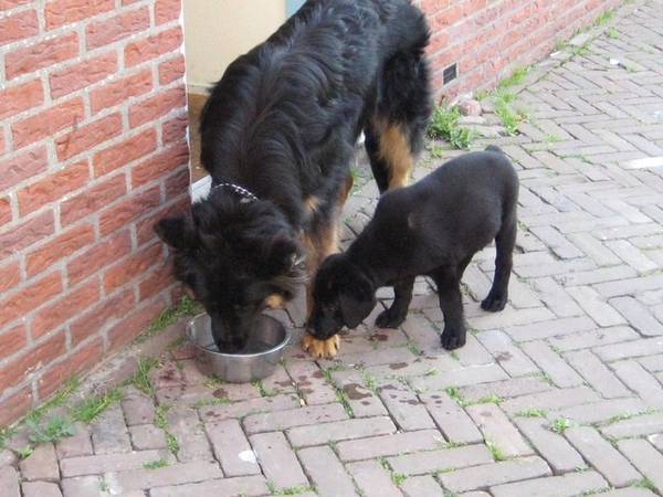 jethro & bo 13-05-2008