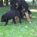 jethro & bo 22-05-2008