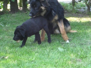 jethro & bo 22-05-2008