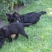 jethro & bo  22-05-2008