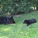 jethro & bo 22-05-2008 (4) [640x480]