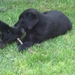 jethro & bo 22-05-2008