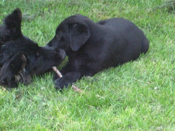 jethro & bo 22-05-2008