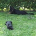 jethro & bo  22-05-2008