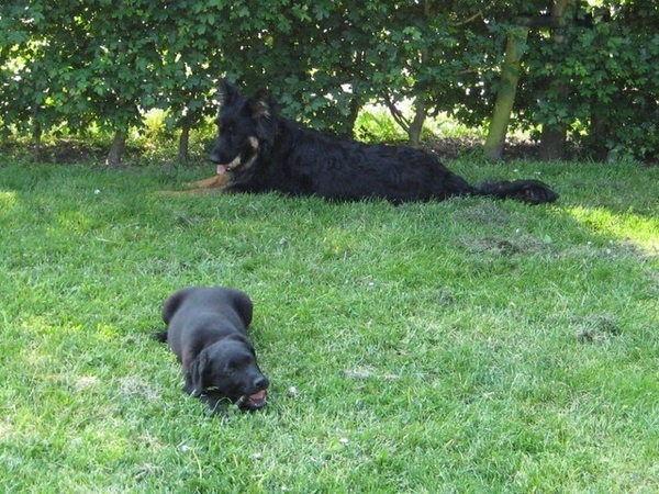 jethro & bo  22-05-2008