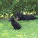 jethro & bo 22-05-2008