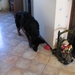 jethro 26-01-2008