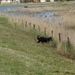 jethro 26-01-2008