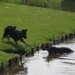 jethro 3-05-2008