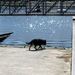jethro 4-04-2008
