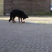 jethro 4-04-2008