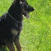 jethro 7-05-2008 [640x480] (2)