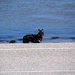 jethro 9-04-2008