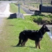 jethro 9-04-2008