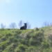 jethro 9-04-2008