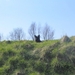jethro 9-04-2008