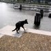 jethro 9-04-2008