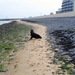 jethro 9-04-2008
