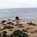 jethro 9-04-2008