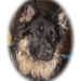 lieve jethro