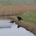 jethro 18-03-2008 (240)