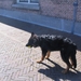 jethro 24-3-2008 (333)