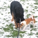 jethro 25-03-2008 (351)