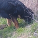 jethro 26-03-2008 (385)