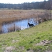 jethro 31-03-2008 (418)