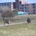 jethro 31-03-2008 (423)