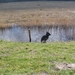 jethro 31-03-2008 (488)