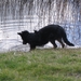 jethro 31-03-2008 (495)