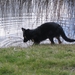 jethro 31-03-2008 (496)