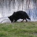 jethro 31-03-2008 (497)