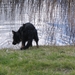 jethro 31-03-2008 (501)