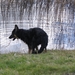 jethro 31-03-2008 (503)