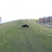 jethro 5-03-2008 (39)