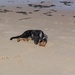 jethro 5-03-2008 (4)