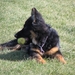 jethro 5-03-2008 (44)