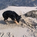 jethro 5-03-2008 (50)