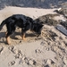 jethro 5-03-2008 (63)