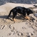 jethro 5-03-2008 (64)