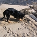jethro 5-03-2008 (69)